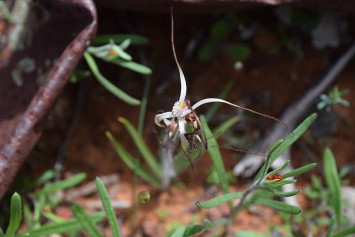 Caladenia - Orchid-spider2-Latham-Sep-2018p0001.JPG